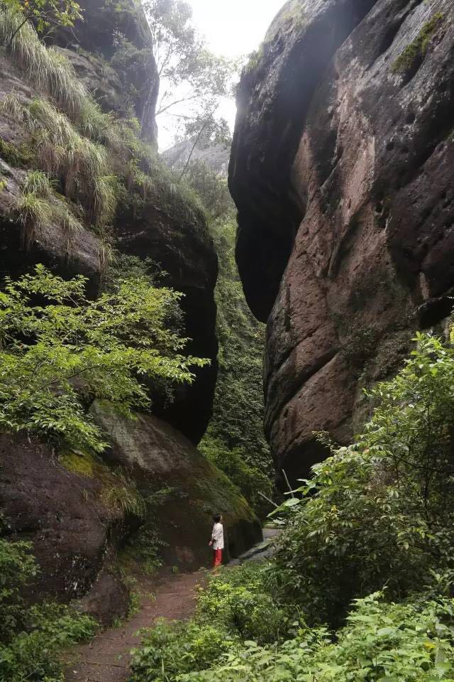 武夷山為什么盛產(chǎn)茶葉，武夷山茶為什么好喝？
