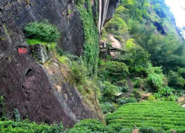 武夷山為什么盛產(chǎn)茶葉，武夷山茶為什么好喝？