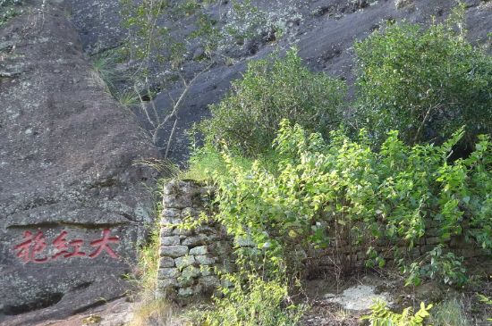 母樹大紅袍給誰喝了，為什么母樹大紅袍叫三棵六株？