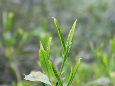 六安瓜片的功效與禁忌，六安瓜片適合什么人喝