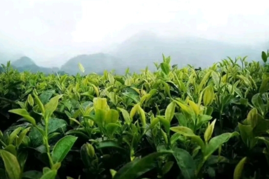 一天3杯紅茶抗癌，常飲紅茶對(duì)身體有好處！