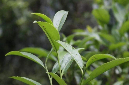 單叢茶十大香型以及常見品種大全，潮安鳳凰單樅十大名香歸類