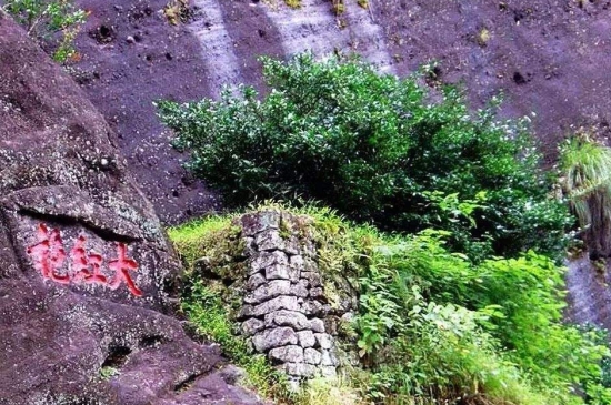宋種一號價值為什么高，鳳凰單樅宋種1號價格與產(chǎn)量多少？