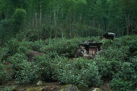 300塊錢(qián)的金駿眉能喝嗎，兩三百多金駿眉和一千多區(qū)別