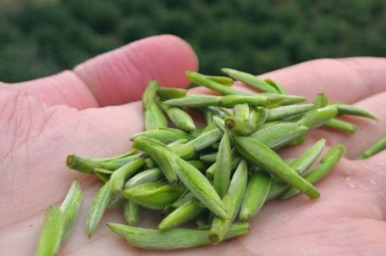 什么綠茶茶葉唇齒留香，哪個(gè)品種綠茶香氣好？