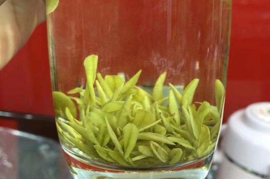 茶中奇葩黃金芽，安吉白茶中黃金芽的特點