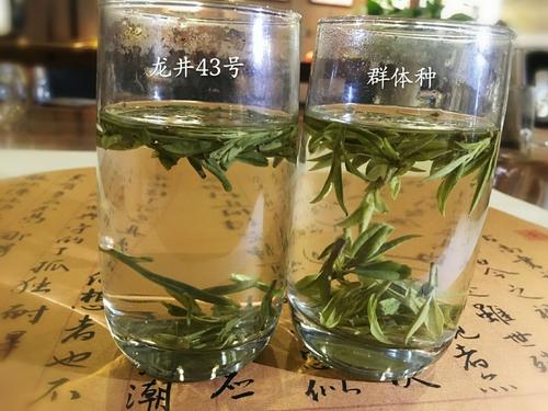 烏牛早和龍井的區(qū)別圖片，龍井43號和烏牛早茶的對比