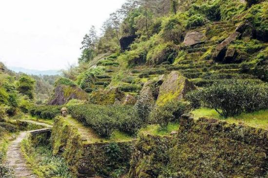 肉桂茶和大紅袍哪個貴，武夷山肉桂與大紅袍的價格比較