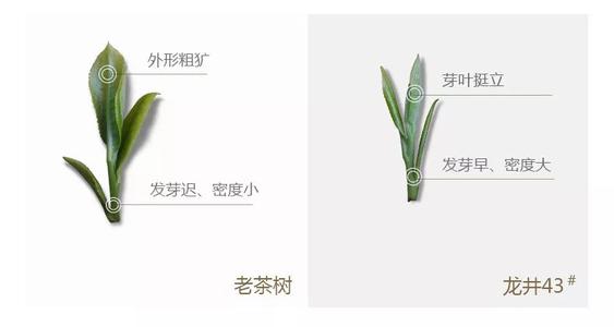43號(hào)龍井屬于好茶嗎，龍井茶43號(hào)是什么意思？