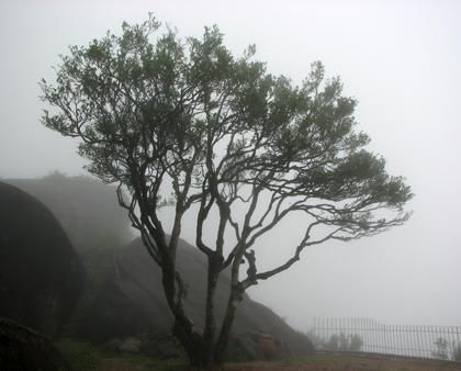 宋種一號價值為什么高，鳳凰單樅宋種1號價格與產(chǎn)量多少？