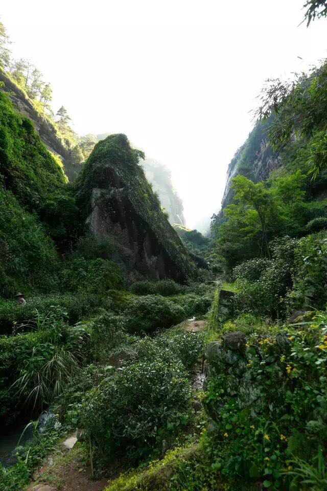 武夷山為什么盛產(chǎn)茶葉，武夷山茶為什么好喝？