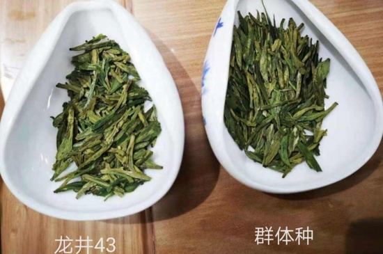 43號(hào)龍井屬于好茶嗎，龍井茶43號(hào)是什么意思？