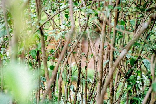 荒野銀針有什么特點(diǎn)，荒野銀針的味道口感咋樣？