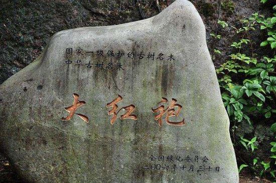 母樹大紅袍給誰喝了，為什么母樹大紅袍叫三棵六株？