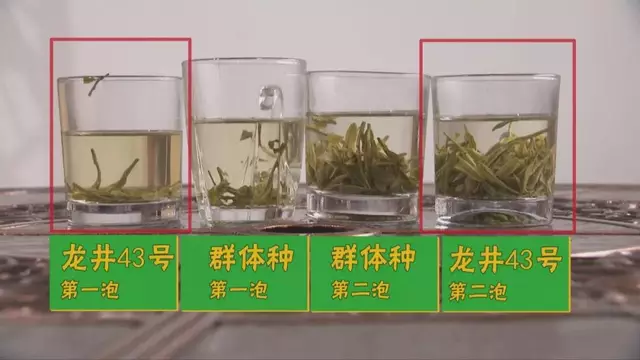 烏牛早和龍井的區(qū)別圖片，龍井43號和烏牛早茶的對比