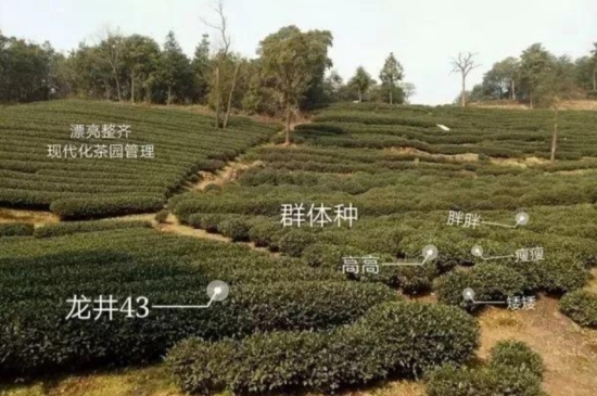 43號(hào)龍井屬于好茶嗎，龍井茶43號(hào)是什么意思？