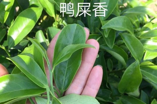 鴨屎香和大烏葉是同一種茶葉嗎，單叢大烏葉和鴨屎香有什么區(qū)別？