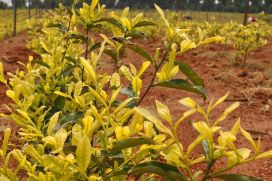 茶中奇葩黃金芽，安吉白茶中黃金芽的特點