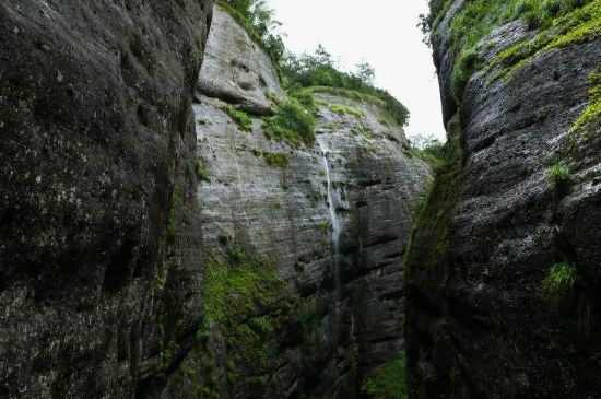 母樹大紅袍給誰喝了，為什么母樹大紅袍叫三棵六株？