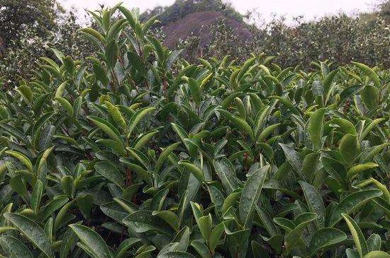 馬頭巖肉桂是大紅袍嗎，大紅袍肉桂屬于什么茶？