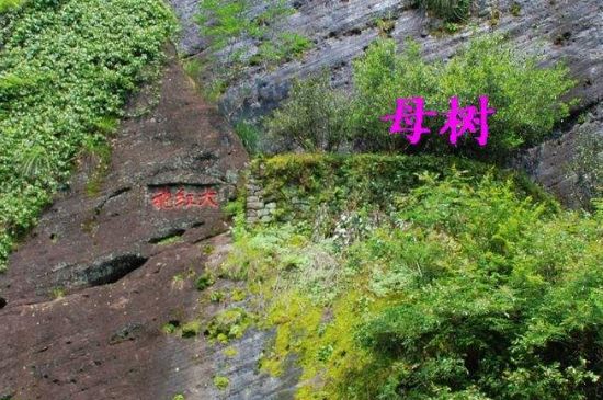 大紅袍拼配什么意思，大紅袍用什么茶拼配的