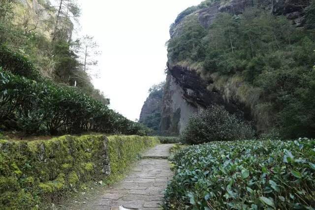 武夷山為什么盛產(chǎn)茶葉，武夷山茶為什么好喝？