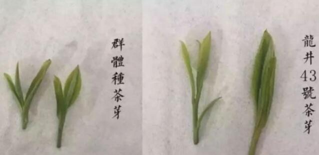 43號(hào)龍井屬于好茶嗎，龍井茶43號(hào)是什么意思？