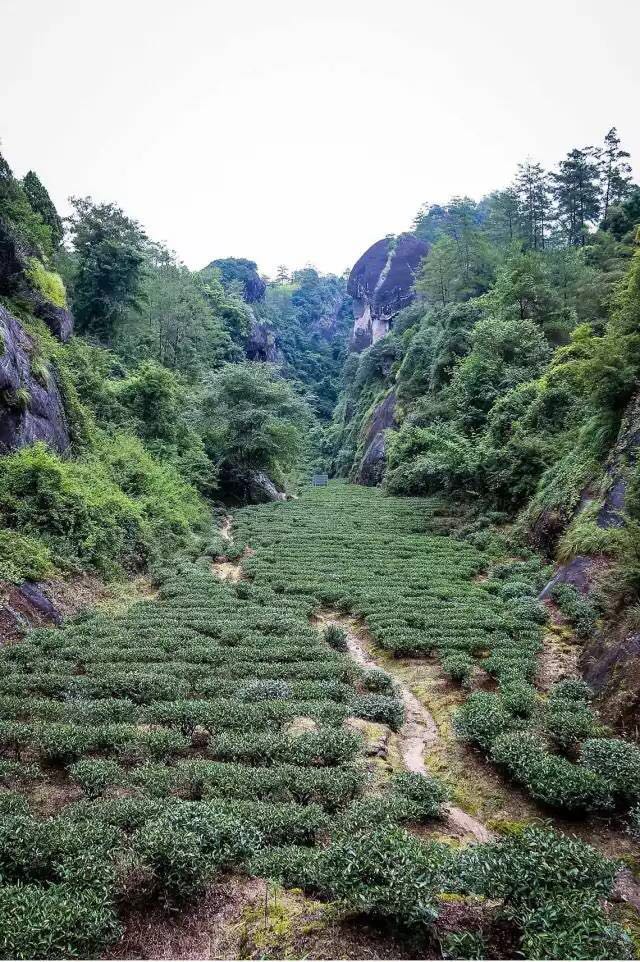 武夷山為什么盛產(chǎn)茶葉，武夷山茶為什么好喝？
