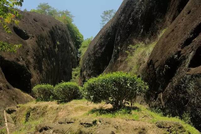 武夷山為什么盛產(chǎn)茶葉，武夷山茶為什么好喝？