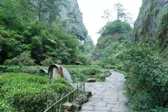 武夷山為什么盛產(chǎn)茶葉，武夷山茶為什么好喝？