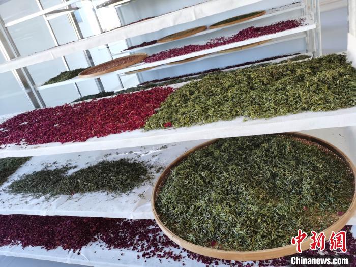 圖為王玲玲收購的各種山茶?！⊥貘Q遠(yuǎn) 攝