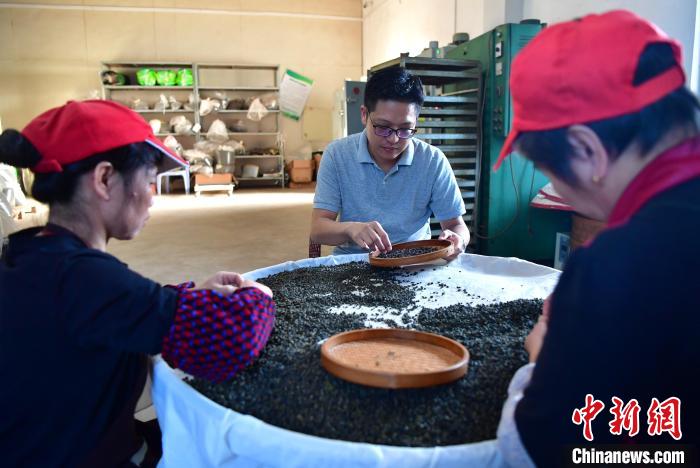 圖為張元豪在生產(chǎn)車間內(nèi)與工人一起查看茶葉品質(zhì)。　張斌 攝
